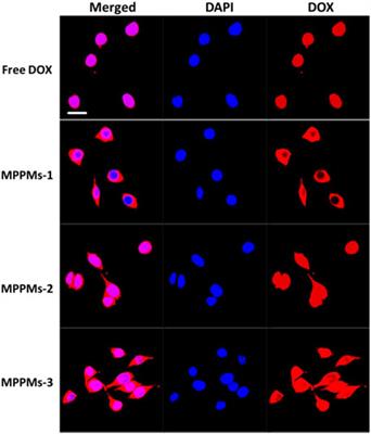 Fabrication of pH/Redox Dual-Responsive Mixed Polyprodrug Micelles for Improving Cancer Chemotherapy